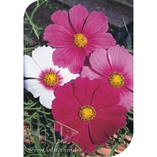 Semente Flor Cosmos Sensação Sort RF 354 Isla 1g